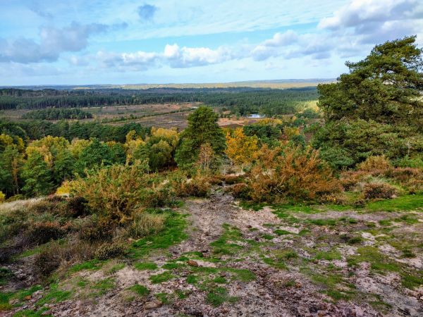 Frensham Common